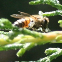 white wax in bees pollen basket