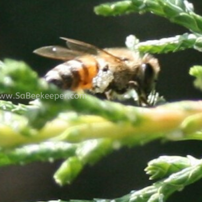 Honey Bee forages wax on Leaves