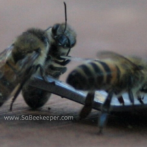 a few honey bees drinking