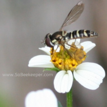 beautiful insect foraging on white flwoer