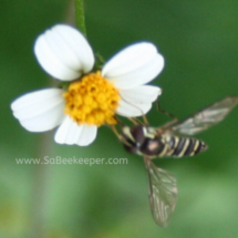 black jack flower and lovely striped insect