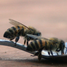 drinking liquid honey bees