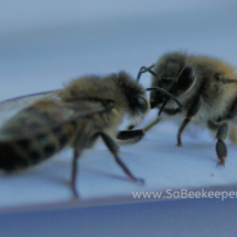grooming honey bees