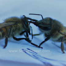 honey bees cleaning each other