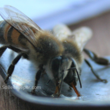 honey bees drinking