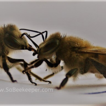 honey bees grooming each other