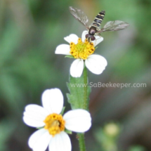 insect on tiny white flwoers