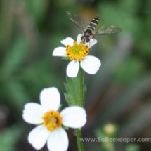 insect seeking nectar on white flower