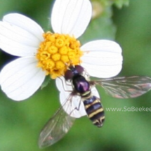 pretty insect on tiny flowers