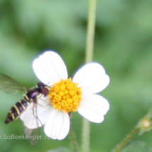 small flower of black jack plant and a pretty insect