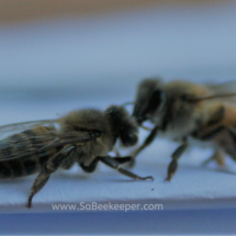 the honey bee grooming