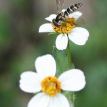 tiny white black jack flower and an insect