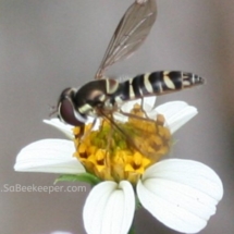 tiny white flower with and insect