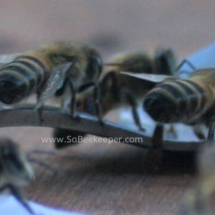 tired honey bees drinking some food supplied.