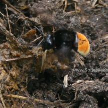 bumblebee inspecting manure