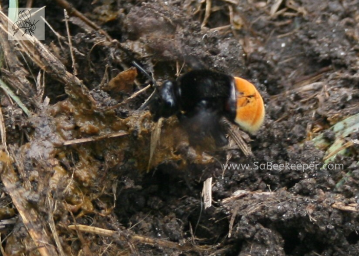 a carder ginger buffed tailed bumblebee