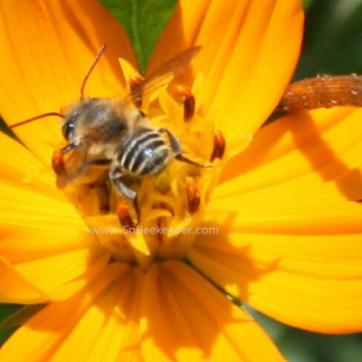 Patchwork Leafcutter Bee