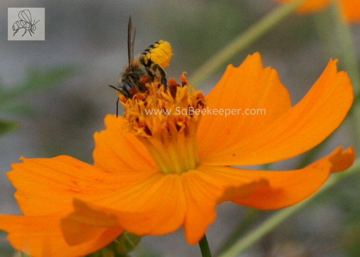 a dark busy leafcutter bee with some pollen on its yellow lower abdomen. foraging a cosmos flower