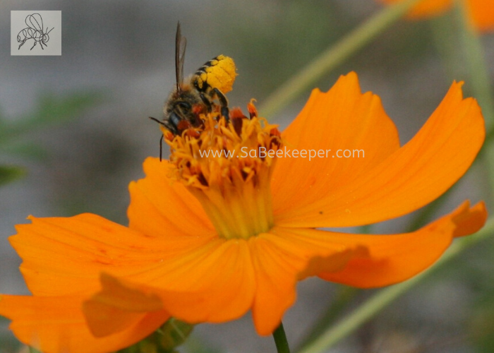 a dark busy leafcutter bee with some pollen on its yellow lower abdomen. foraging a cosmos flower
