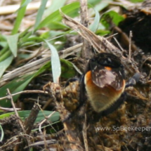 female carder buff tailed bumblebee