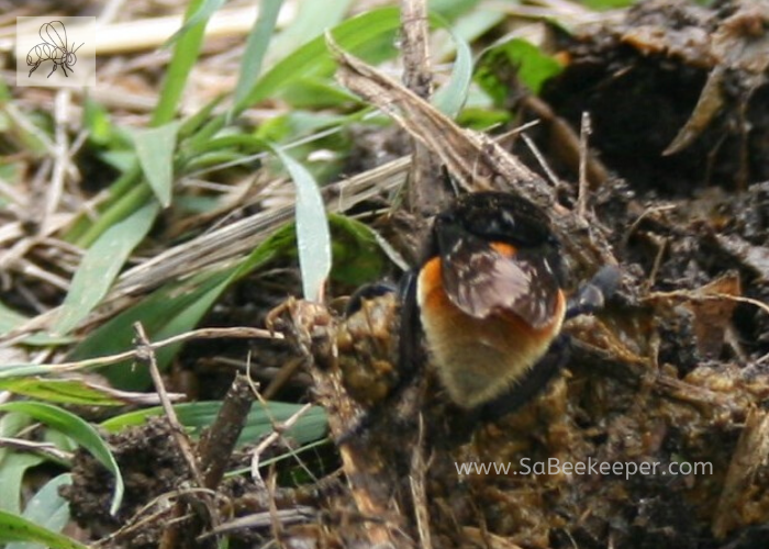 a ginger tailed carder buffed tailed bumblebee from ecuador