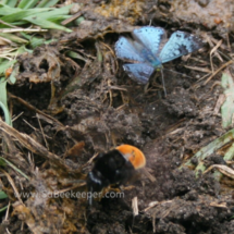 ginger buff tailed carder bumblebee and butterfly