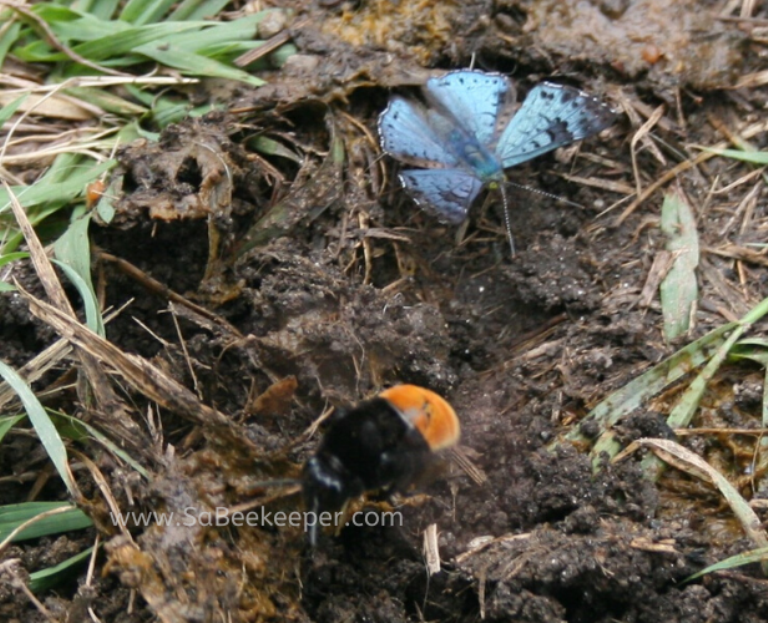 a ecuadodrian buff tailed carder bumblebee and a blue butterfly foraging