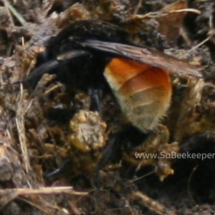 manure in pollen baskets on the hind legs