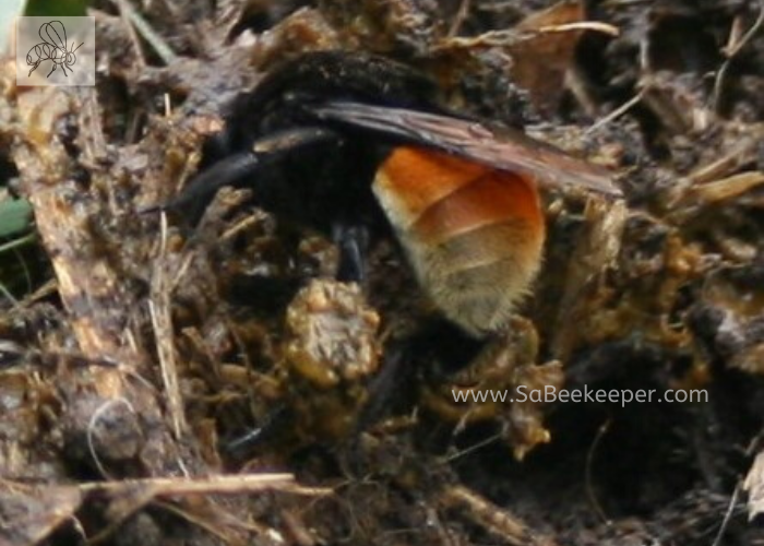 a ginger buff tailed bumblebee collecting on its legs