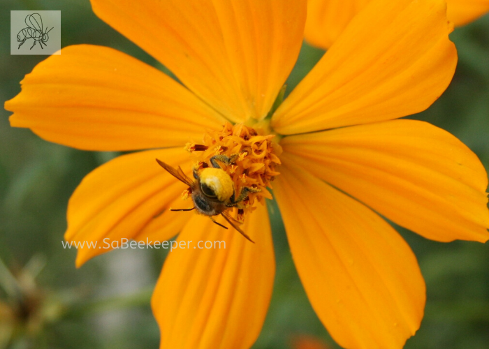cosmos flower with a busy leafcutter bee head first in the flower. foraging showing the yellow lower abdomen