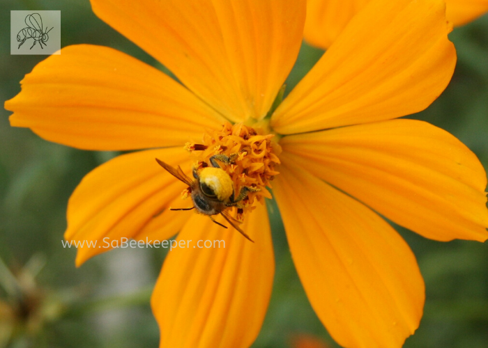 cosmos flower with a busy leafcutter bee head first in the flower. foraging showing the yellow lower abdomen
