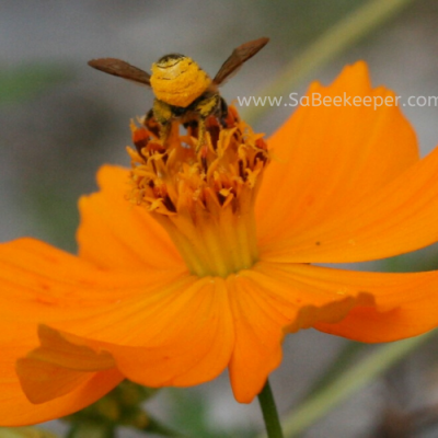 Busy Leafcutter Bee with Pollen