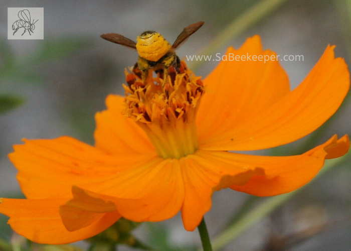 A cosmos flower getting foraged on by this busy leafcutter bee with pollen on its yellow lower abdomen