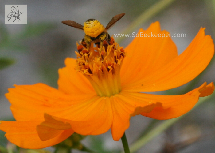 A cosmos flower getting foraged on by this busy leafcutter bee with pollen on its yellow lower abdomen
