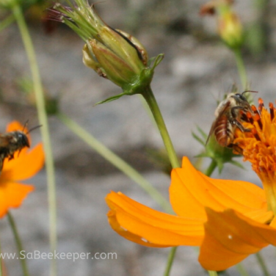 Both Leafcutter Bees on Flowers