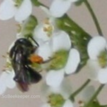 dark sweat bee on flowers