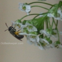 dark tiny sweat bee