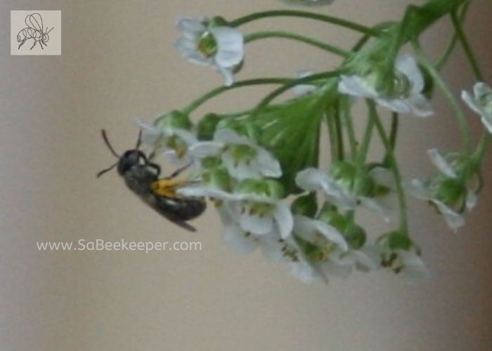 dark sweat bee full of pollen on tiny flowers