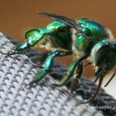 Orchid Bee Collecting Fragrances