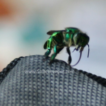 green orchard bee leaving fluid on the arm chair