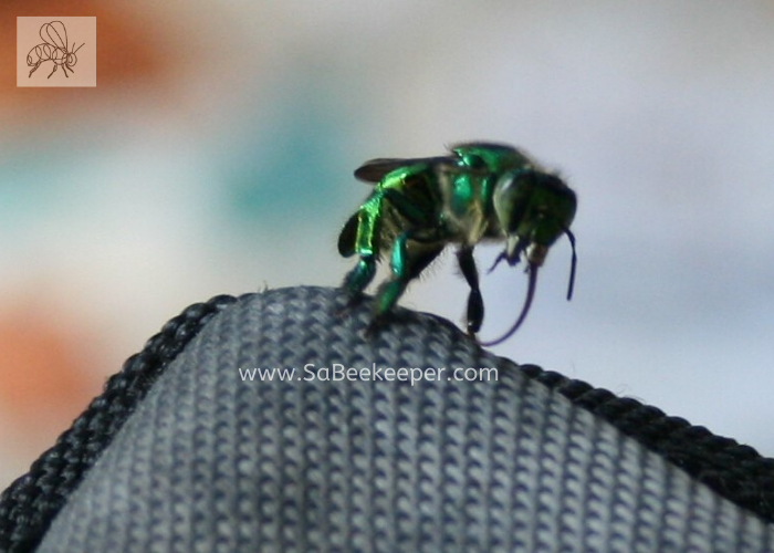 this orchid bee has a long tongue called proboscis
