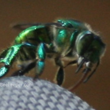 green orchard bee licking or obtaining scents