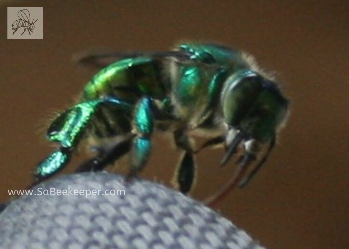 a close up of the shiny green metallic orchid bee