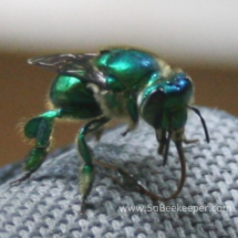 green orchard bee licking the arm of the chair