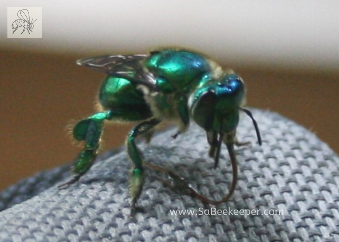 beautiful; orchid bee