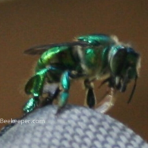 green orchard bee with fluid on tongue