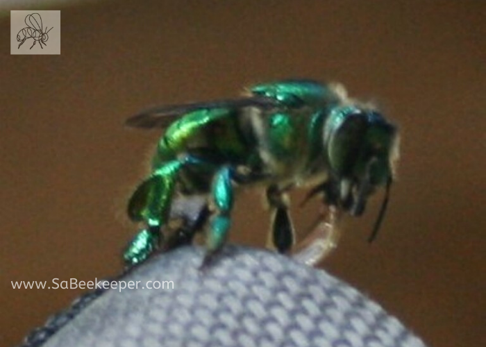 The green orchid bee leaving saliva on the chair with its tongue

