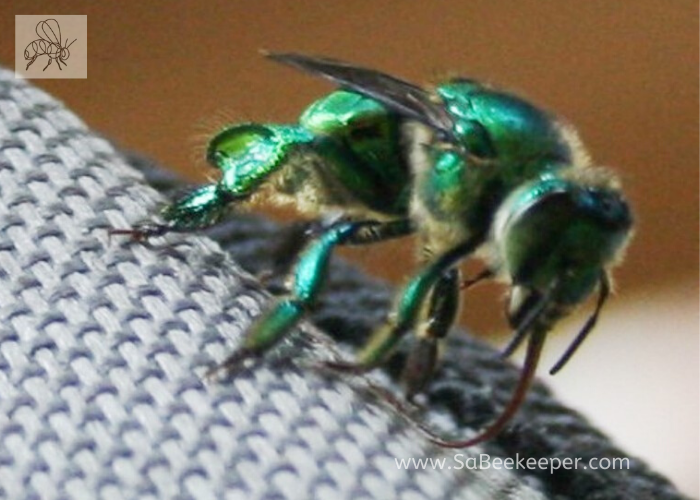 metallic green orchid bee licking a arm rest on a chair for fragrances
