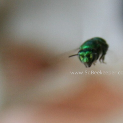 Hovering Metallic Green Orchid Bee