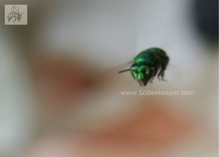 a green orchid bee hovers in front of a person.
